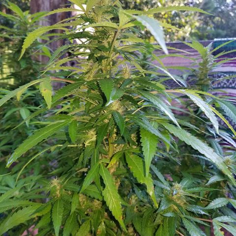 Lemon Cream Cookie Skunk growlog photo: After spidermite treatment. And ladybugs