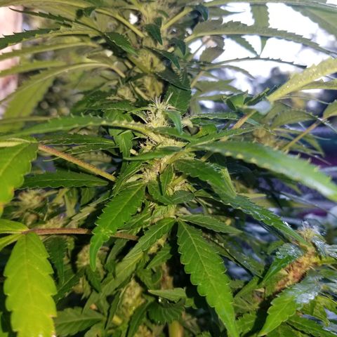 Lemon Cream Cookie Skunk growlog photo: After spidermite treatment. And ladybugs