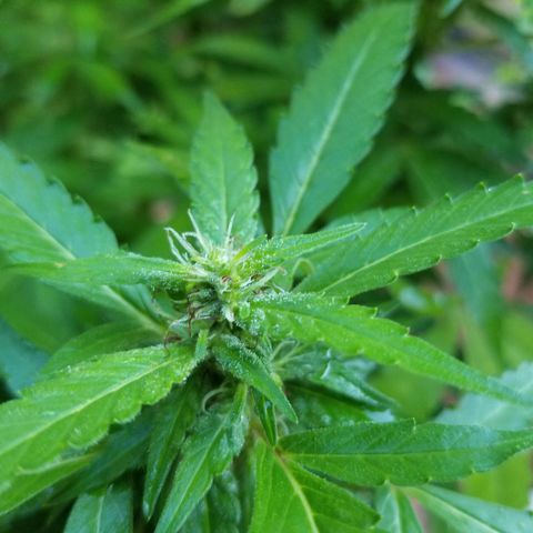 Lemon Cream Cookie Skunk growlog photo: After spidermite treatment. And ladybugs