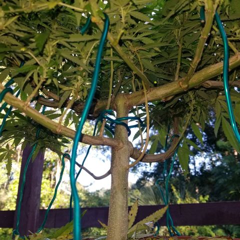 Lemon Cream Cookie Skunk growlog photo: After spidermite treatment. And ladybugs