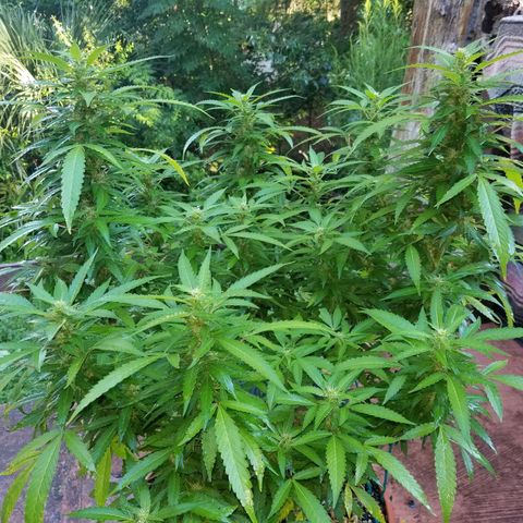 Lemon Cream Cookie Skunk growlog photo: After spidermite treatment. And ladybugs
