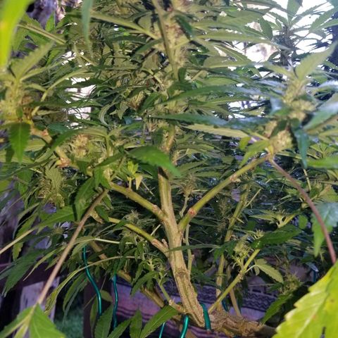 Lemon Cream Cookie Skunk growlog photo: After spidermite treatment. And ladybugs