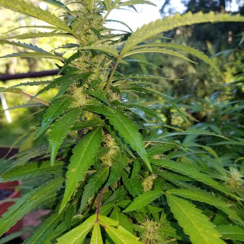 Lemon Cream Cookie Skunk growlog photo: After spidermite treatment. And ladybugs