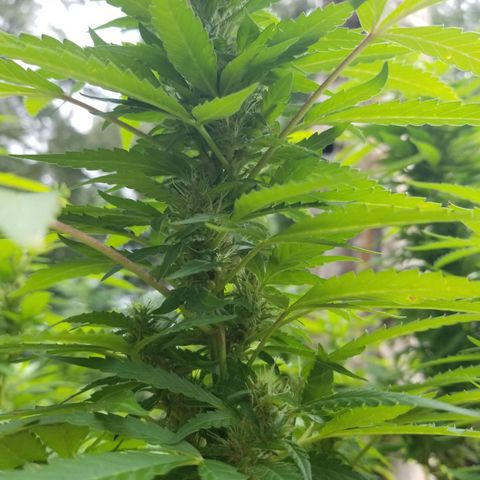 Lemon Cream Cookie Skunk growlog timeline photo
