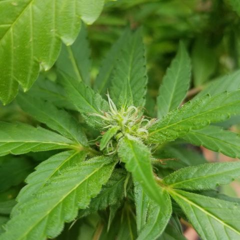 Lemon Cream Cookie Skunk growlog timeline photo