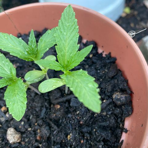 Unknown strain growlog timeline photo