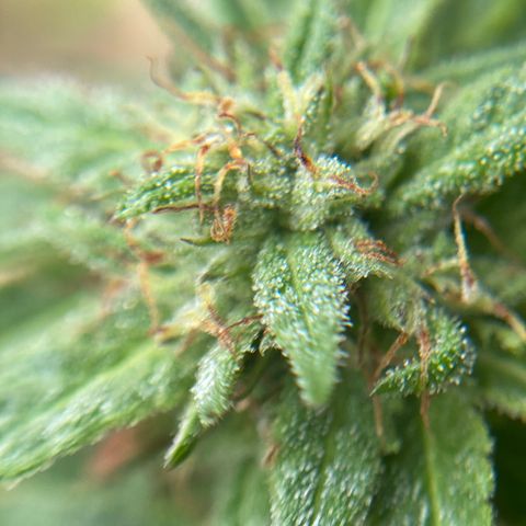 Unknown strain growlog timeline photo
