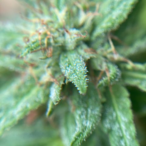 Unknown strain growlog timeline photo