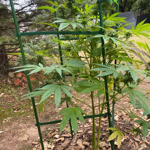 Unknown strain growlog timeline photo