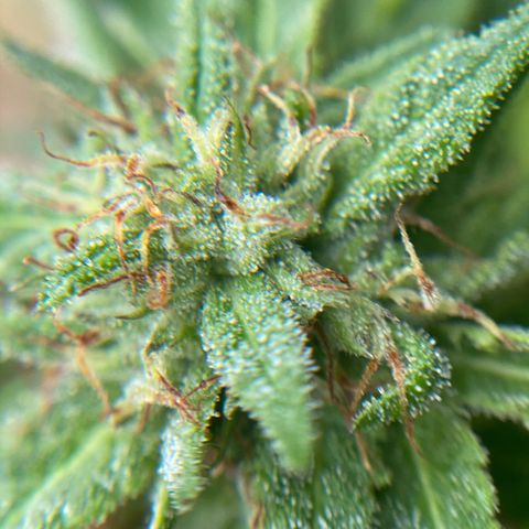 Unknown strain growlog timeline photo