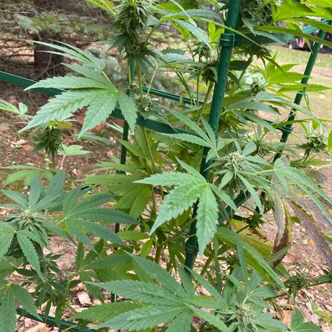 Unknown strain growlog timeline photo