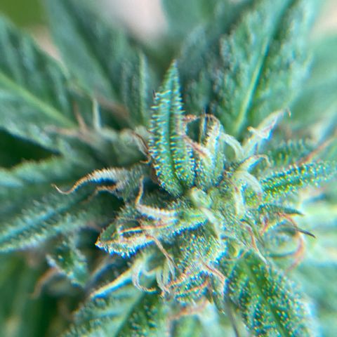 Unknown strain growlog timeline photo