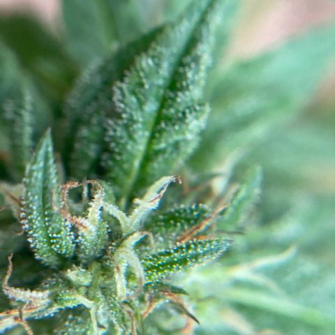 Unknown strain growlog timeline photo