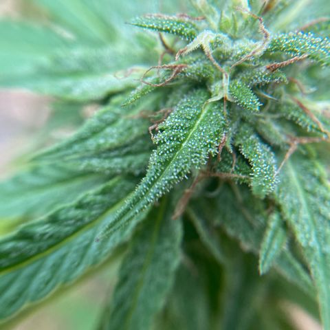Unknown strain growlog timeline photo