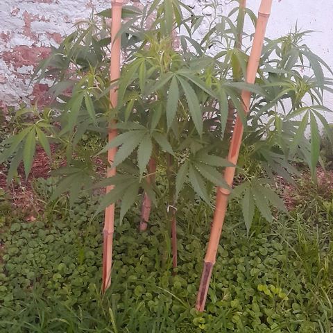 Lemon Ram  #1 growlog timeline photo