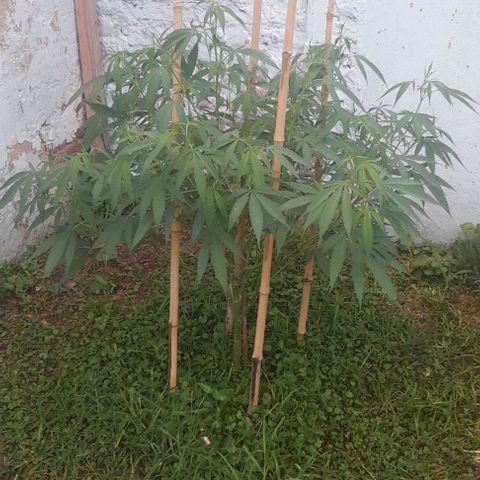 Lemon Ram  #1 growlog photo: Defoliacion 