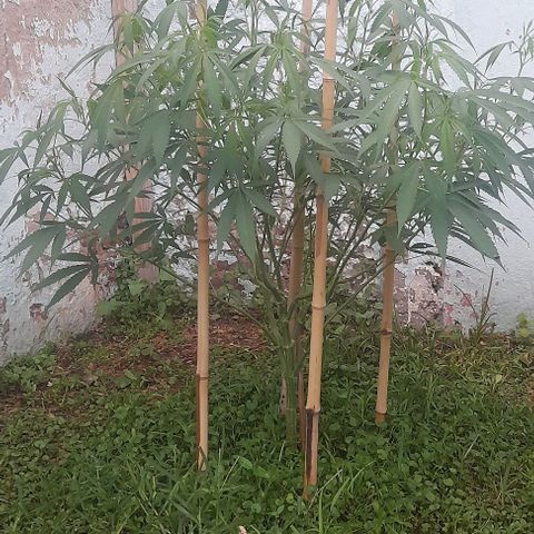Lemon Ram  #1 growlog photo: Defoliacion 