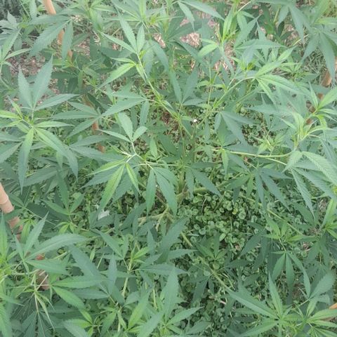 Lemon Ram  #1 growlog photo: Clones y corte en la punta más alta, para que crezca todo lo demás 
