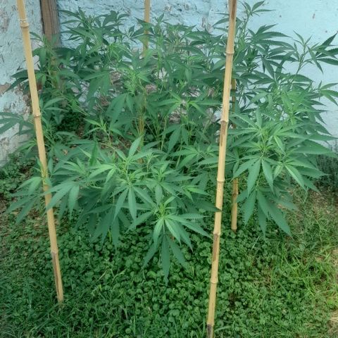 Lemon Ram  #1 growlog photo: Clones y corte en la punta más alta, para que crezca todo lo demás 