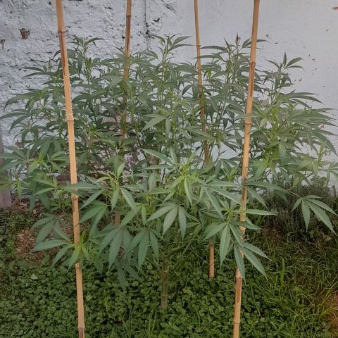 Lemon Ram  #1 growlog photo: Defoliacion 2 días después 