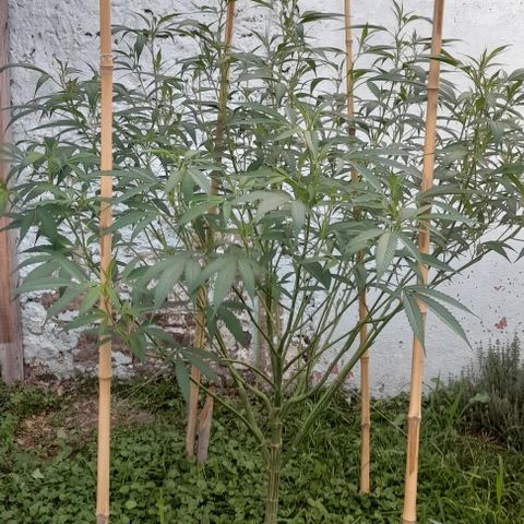 Lemon Ram  #1 growlog photo: Defoliacion 2 días después 