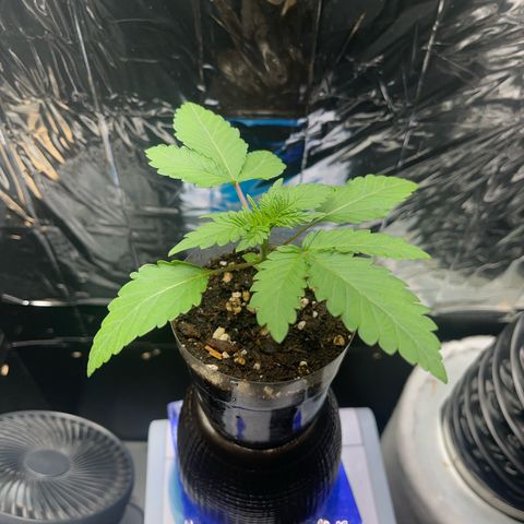 Wedding Cake growlog timeline photo