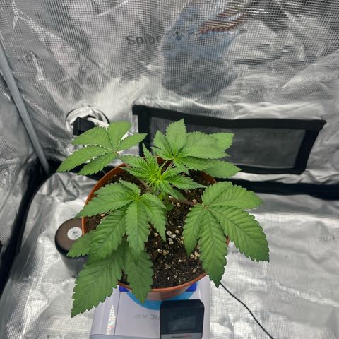 Wedding Cake growlog timeline photo