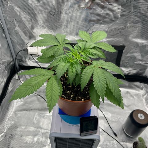 Wedding Cake growlog timeline photo