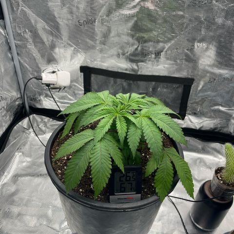 Wedding Cake growlog timeline photo