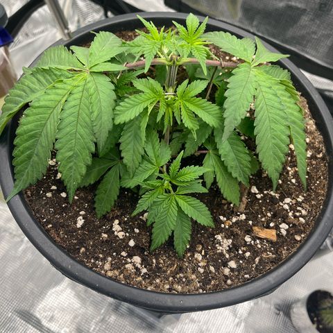 Wedding Cake growlog timeline photo
