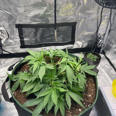 Wedding Cake growlog timeline photo