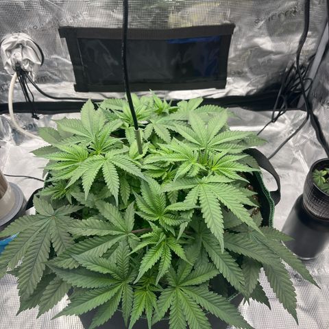Wedding Cake growlog timeline photo