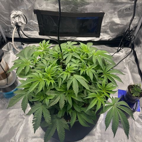 Wedding Cake growlog timeline photo