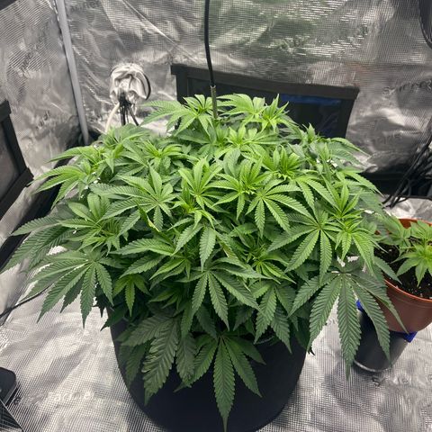 Wedding Cake growlog timeline photo