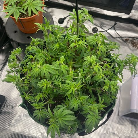 Wedding Cake growlog timeline photo
