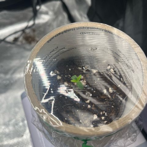 Desfran growlog timeline photo
