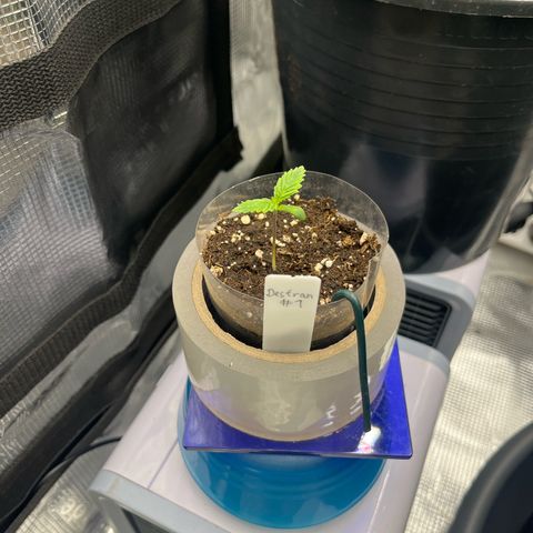 Desfran growlog timeline photo