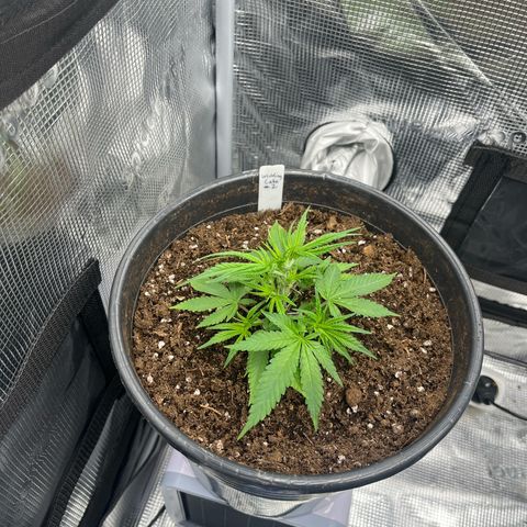 Wedding Cake #2 growlog timeline photo