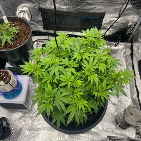 Wedding Cake growlog timeline photo