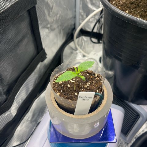 Desfran growlog timeline photo