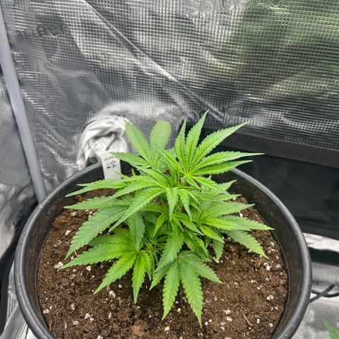 Wedding Cake #2 growlog timeline photo