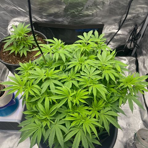 Wedding Cake growlog timeline photo