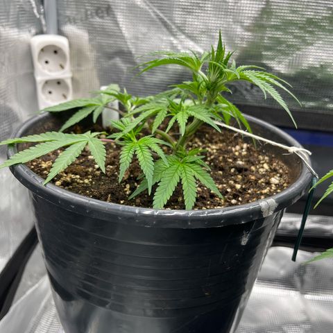 Wedding Cake #2 growlog timeline photo