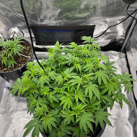 Wedding Cake growlog timeline photo