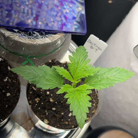 Desfran growlog timeline photo
