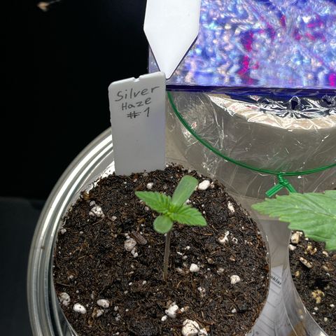 Silver Haze growlog timeline photo