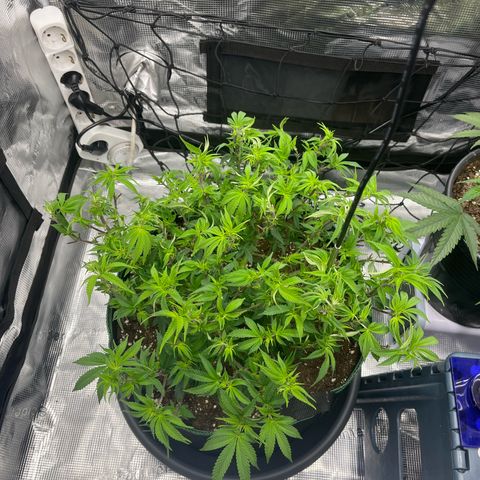 Wedding Cake growlog timeline photo