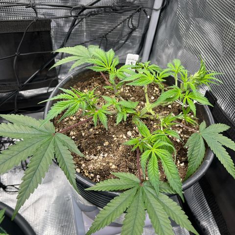 Wedding Cake #2 growlog timeline photo