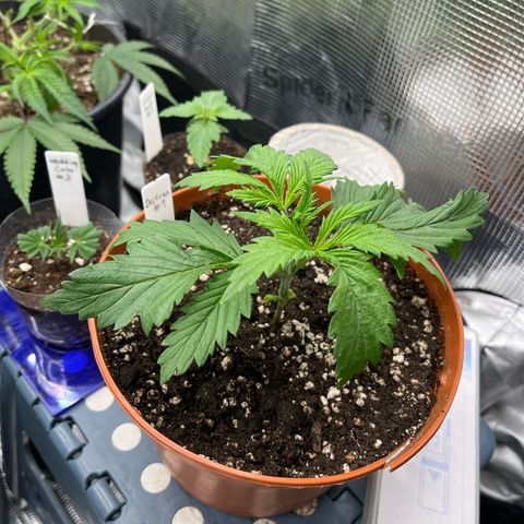 Desfran growlog timeline photo