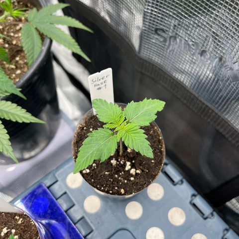 Silver Haze growlog timeline photo